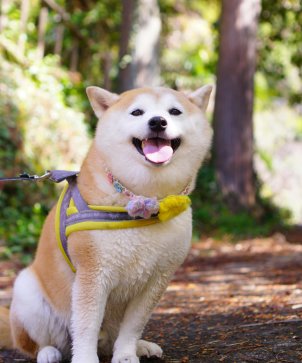 Hund Von Pexels Makiko Fujimoto