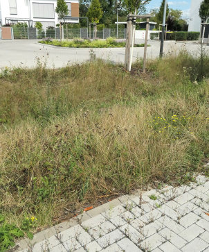 2020 Venussee Versickerungsmulde P1012719-k-fb