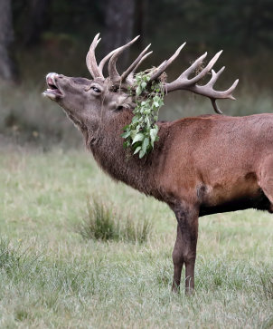 Rothirsch 3 Norbert Kappenstein
